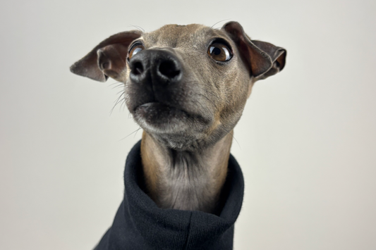 The Italian Greyhound Edit x London Fashion Week 2025