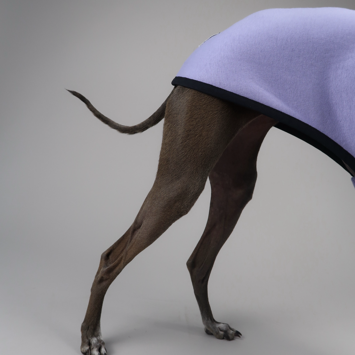 The Fleur in Lemon and Wisteria | Italian Greyhound Jumper