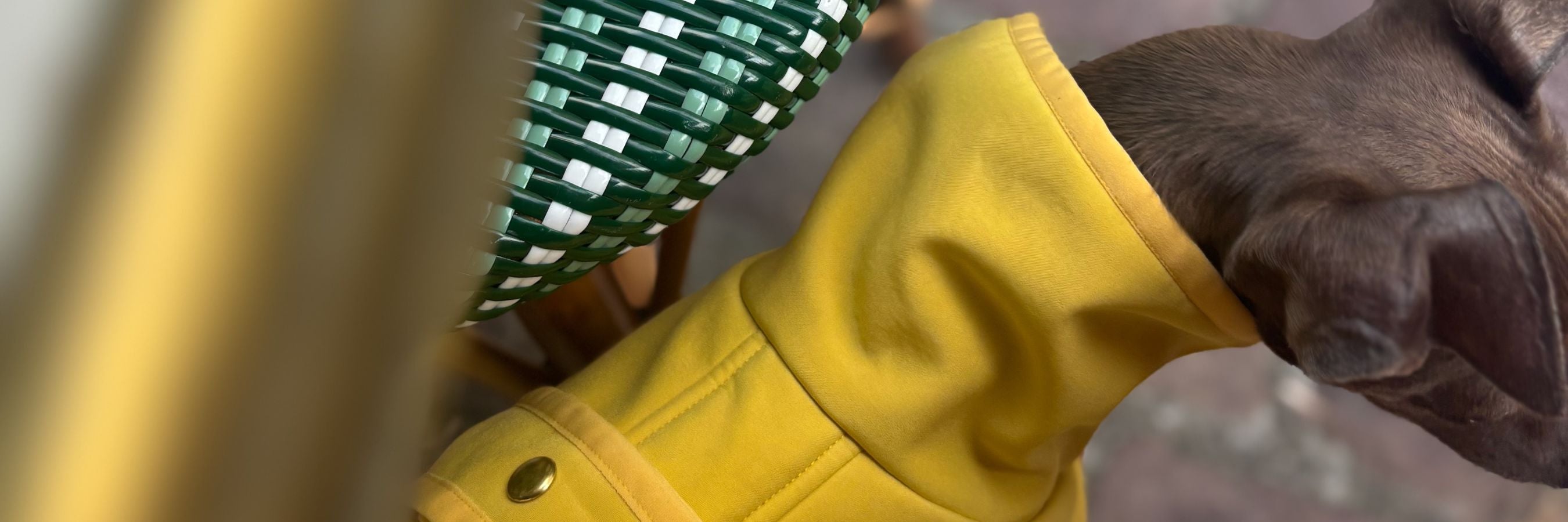 Italian Greyhound wearing a yellow raincoat, The Arlo, with a blurred background