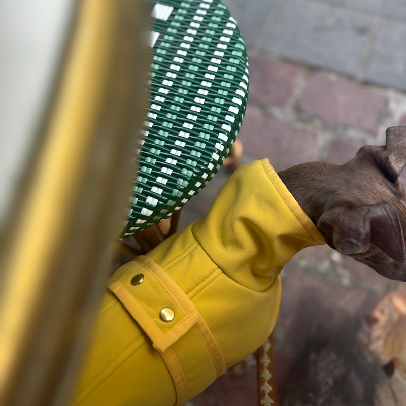 Birds eye close-up of Italian Greyhound wearing The Hound Edit's yellow Italian Greyhound sleeveless coat in yellow with gold poppers