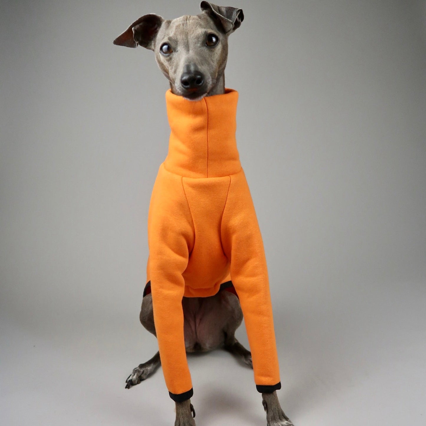 Italian Greyhound wearing The Fleur Italian Greyhound Jumper in Papaya Orange by The Hound Edit on a grey background