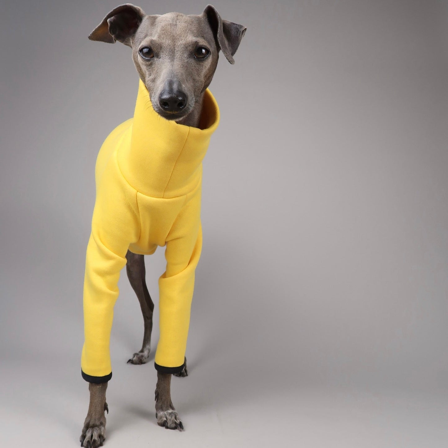 The Fleur Lemon Yellow Front Full Body, Italian Greyhound Jumper