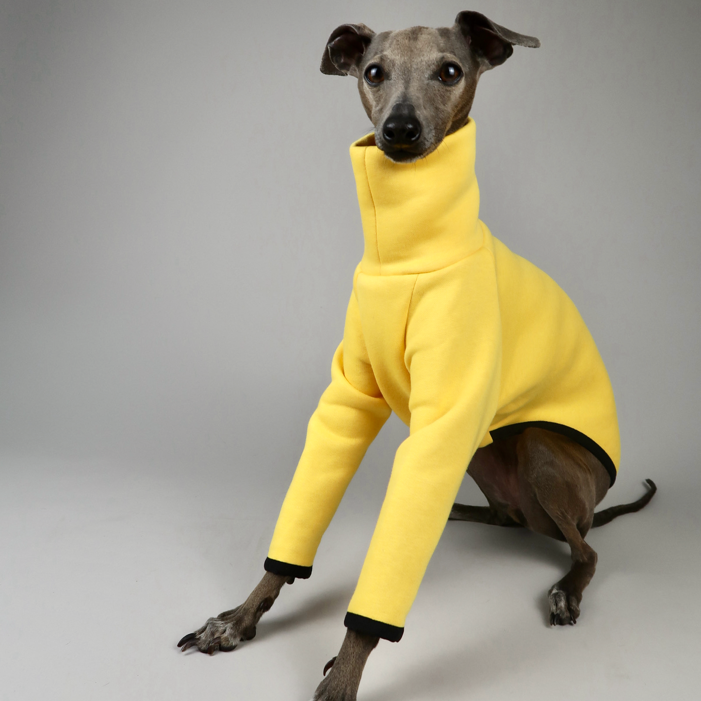 The Fleur Lemon Yellow Left Full Body Front, Italian Greyhound Jumper