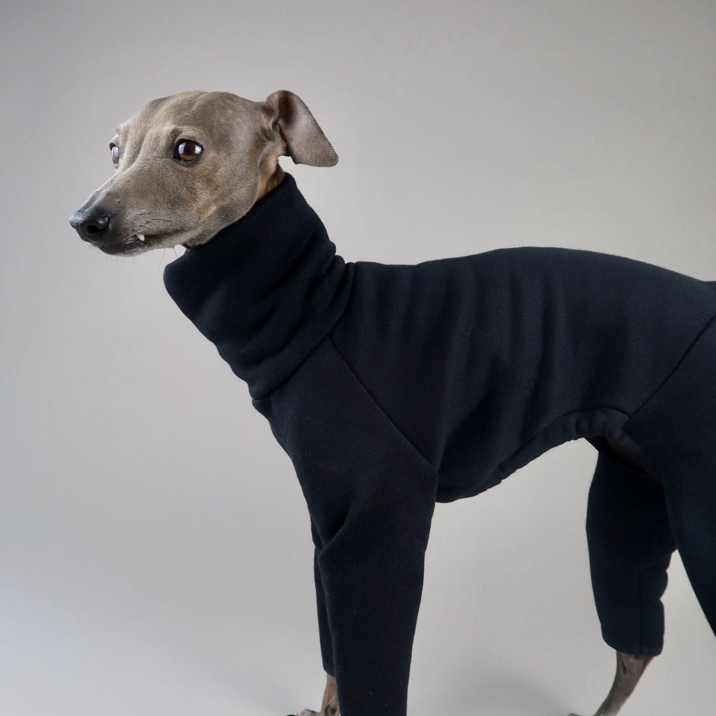 Italian Greyhound from the left side wearing a black Italian Greyhound jumper, The Jean-Pierre, made by The Hound Edit against a grey background.