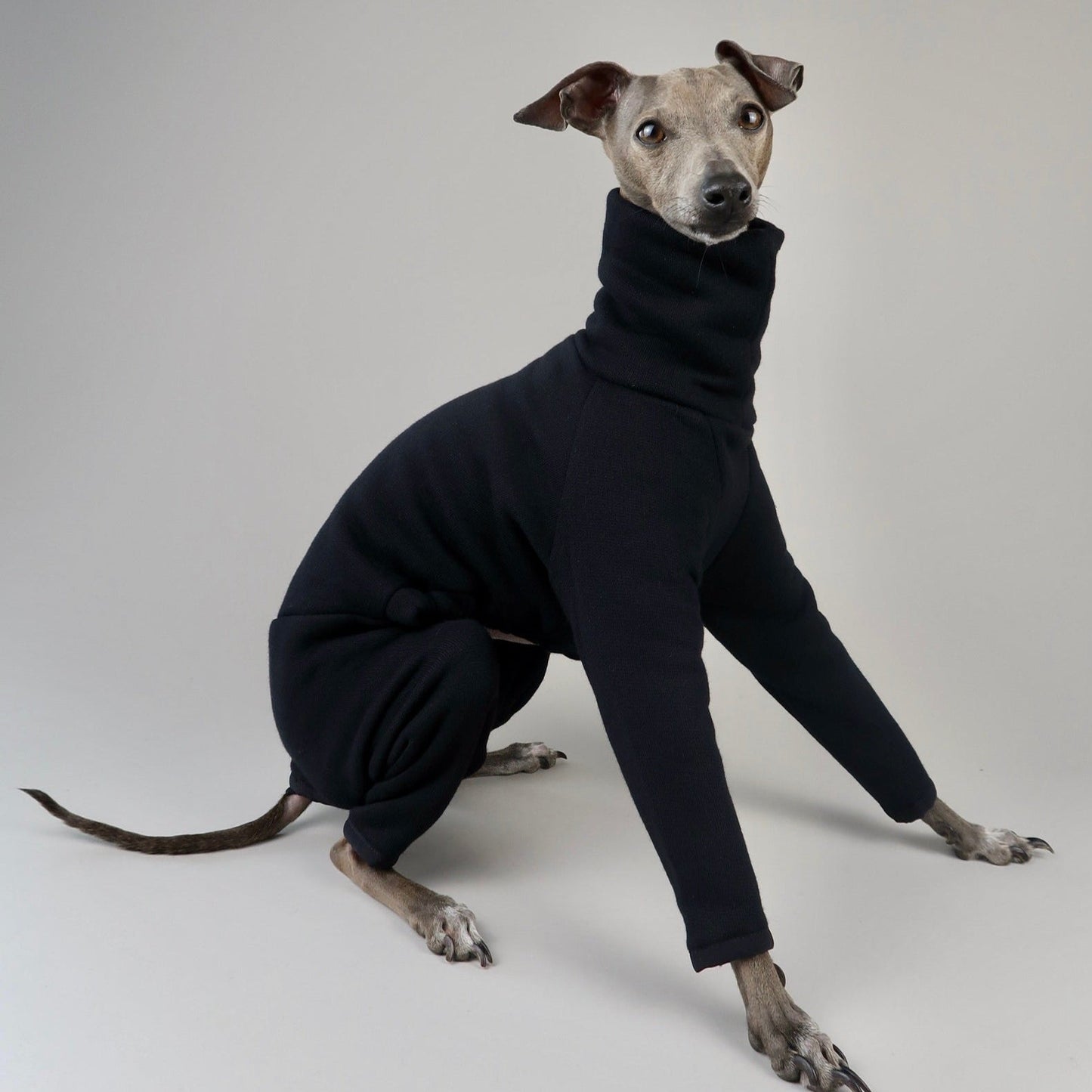 The Jean Pierre Italian Greyhound Black Jumper, Side Sitting Portrait