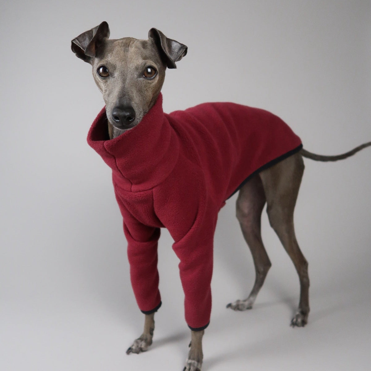 Italian Greyhound wearing an Italian Greyhound fleece jumper in burgundy red in front of a grey backdrop