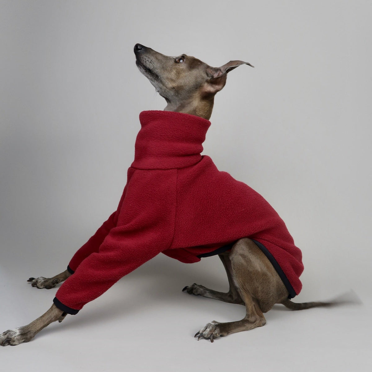 Full-body side profile of an Italian Greyhound wearing an Italian Greyhound fleece jumper in burgundy red in front of a grey backdrop