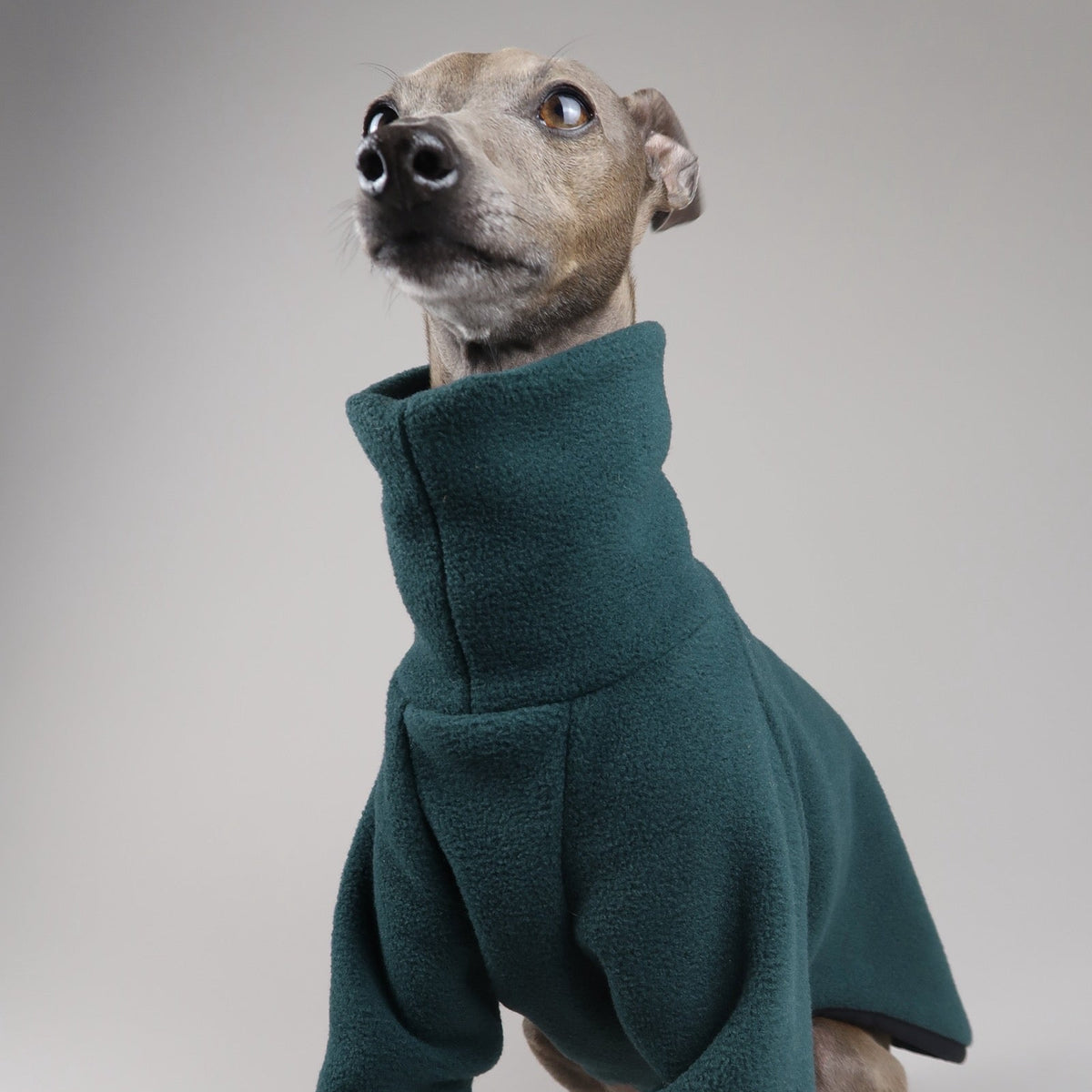Close-up of Italian Greyhound wearing an Italian Greyhound fleece jumper in forest green in front of a grey backdrop