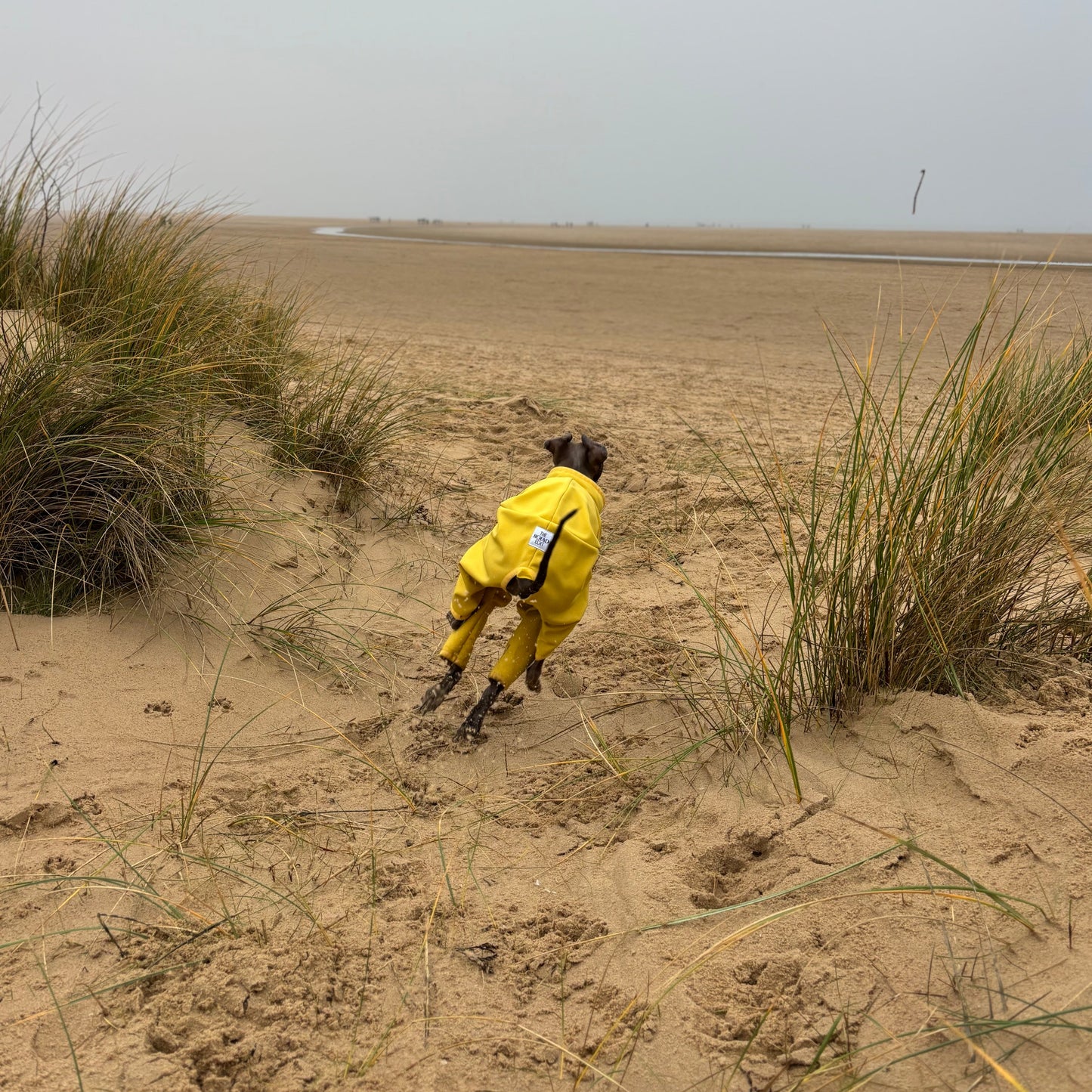 The Rae Behind Running Holkham Beach, Italian Greyhound Coat