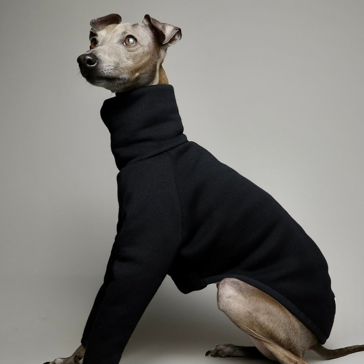 The Steve Left Side Profile, Italian Greyhound Jumper