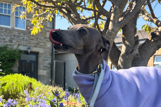 Easy dog-safe plants to grow at home this spring and summer