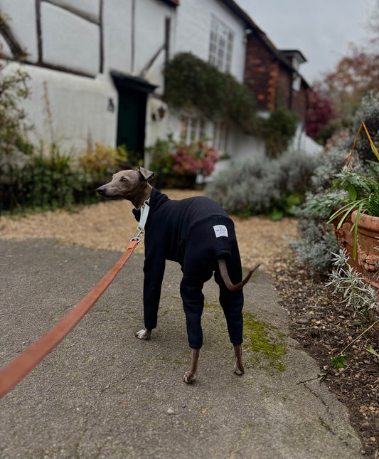 Twiggy in Shere village, looking to the side wearing The Hound Edit 'The Jean-Pierre' Italian Greyhound jumper