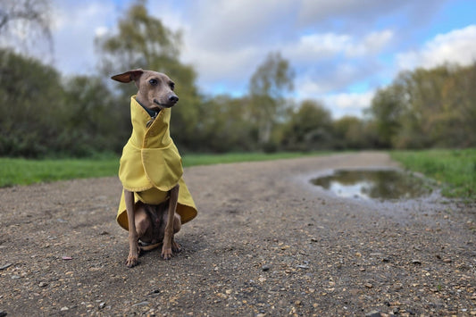 Dressing an Italian Greyhound in spring: My 3 non-negotiables and go-to layers