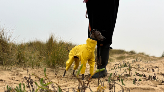 How to dress your Italian Greyhound with ease - 5 tips for less stress