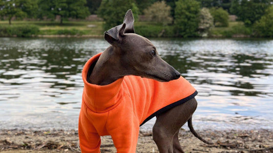 Italian Greyhound wearing The Fleur jumper in Seville Orange shade against a backdrop of a river and trees on a cloudy day