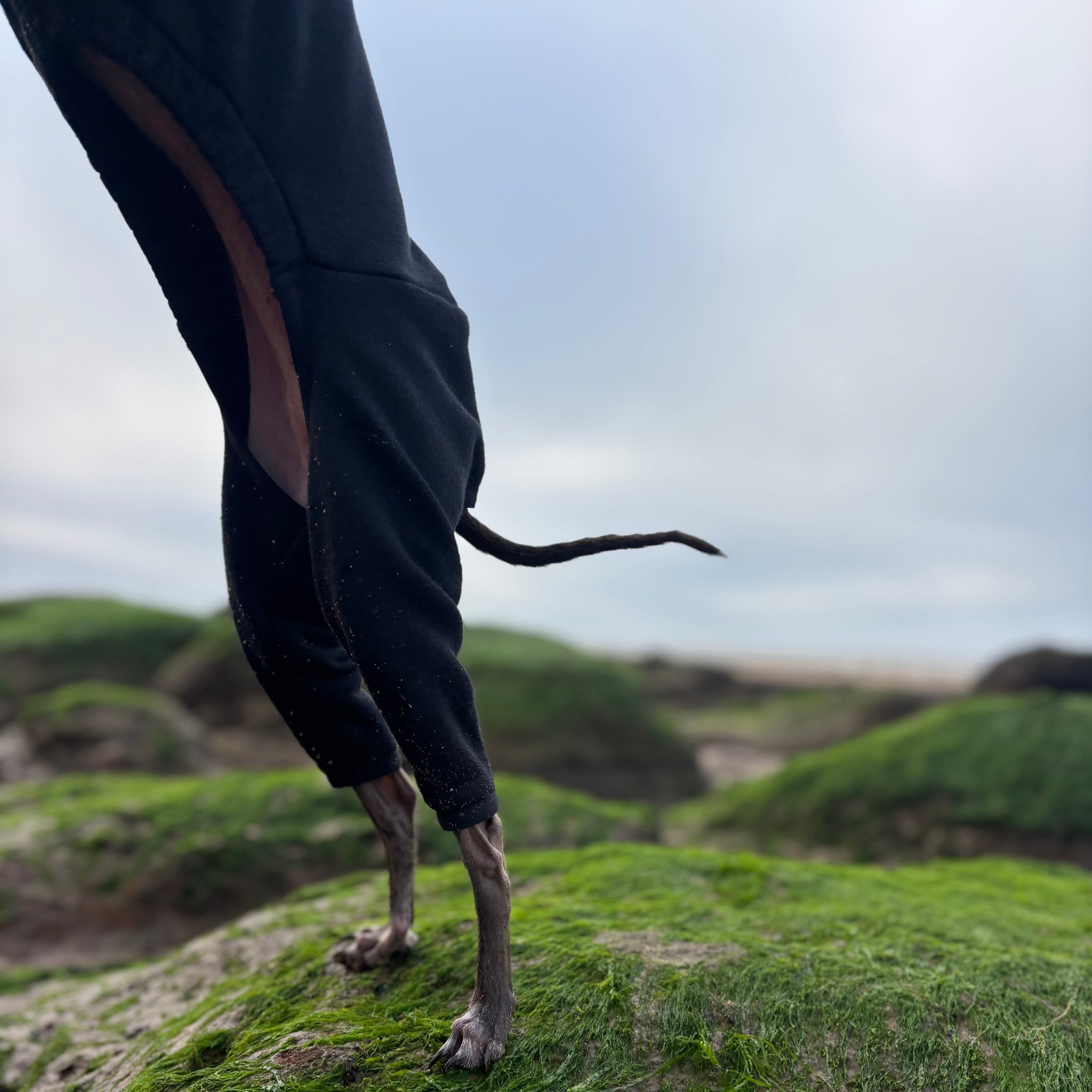 Back Legs Close Up, The Jean-Pierre, Norfolk, Italian Greyhound Jumper