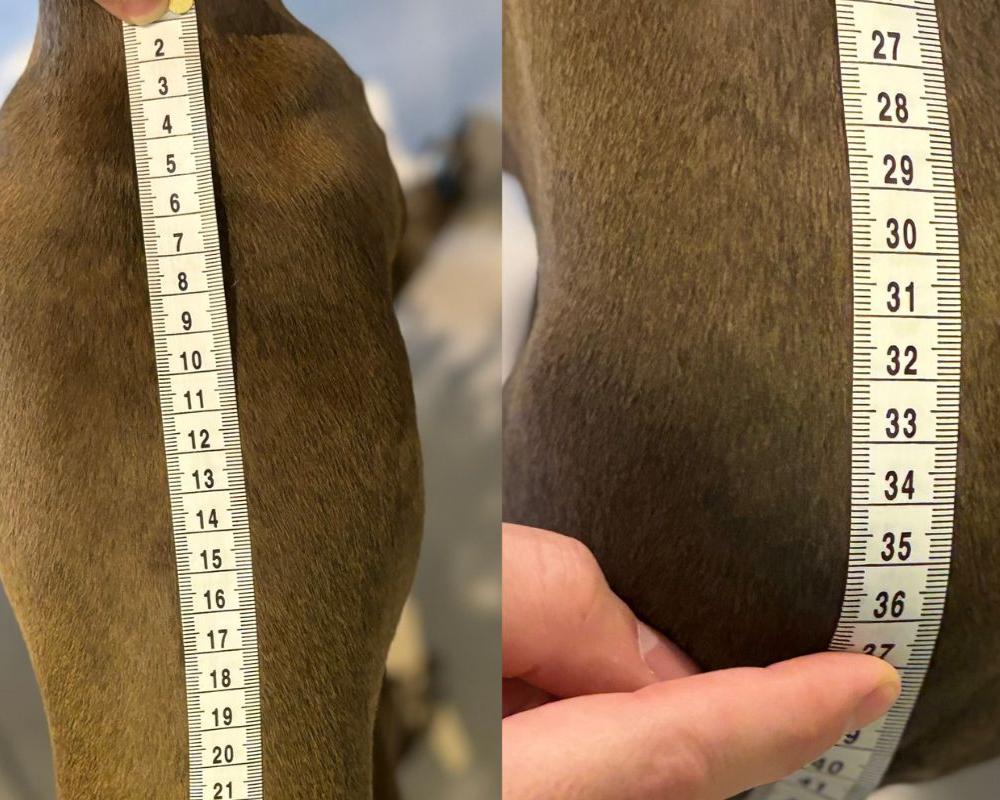 Back Length Measuring, Italian Greyhound Clothing