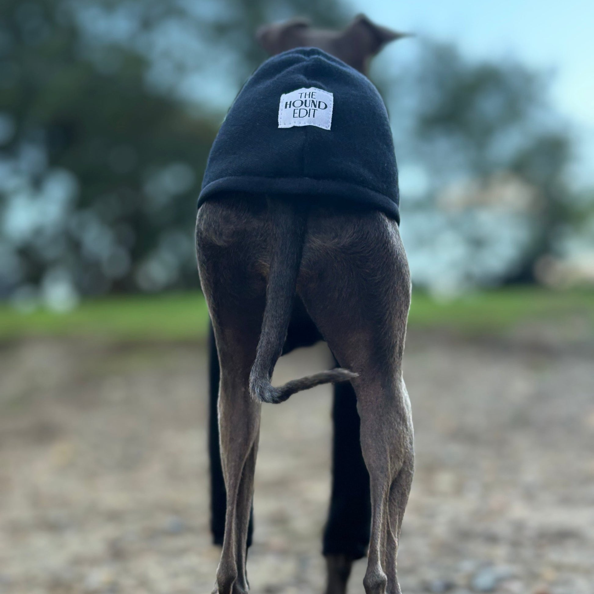 The Steve Italian Greyhound Jumper in Black, Behind