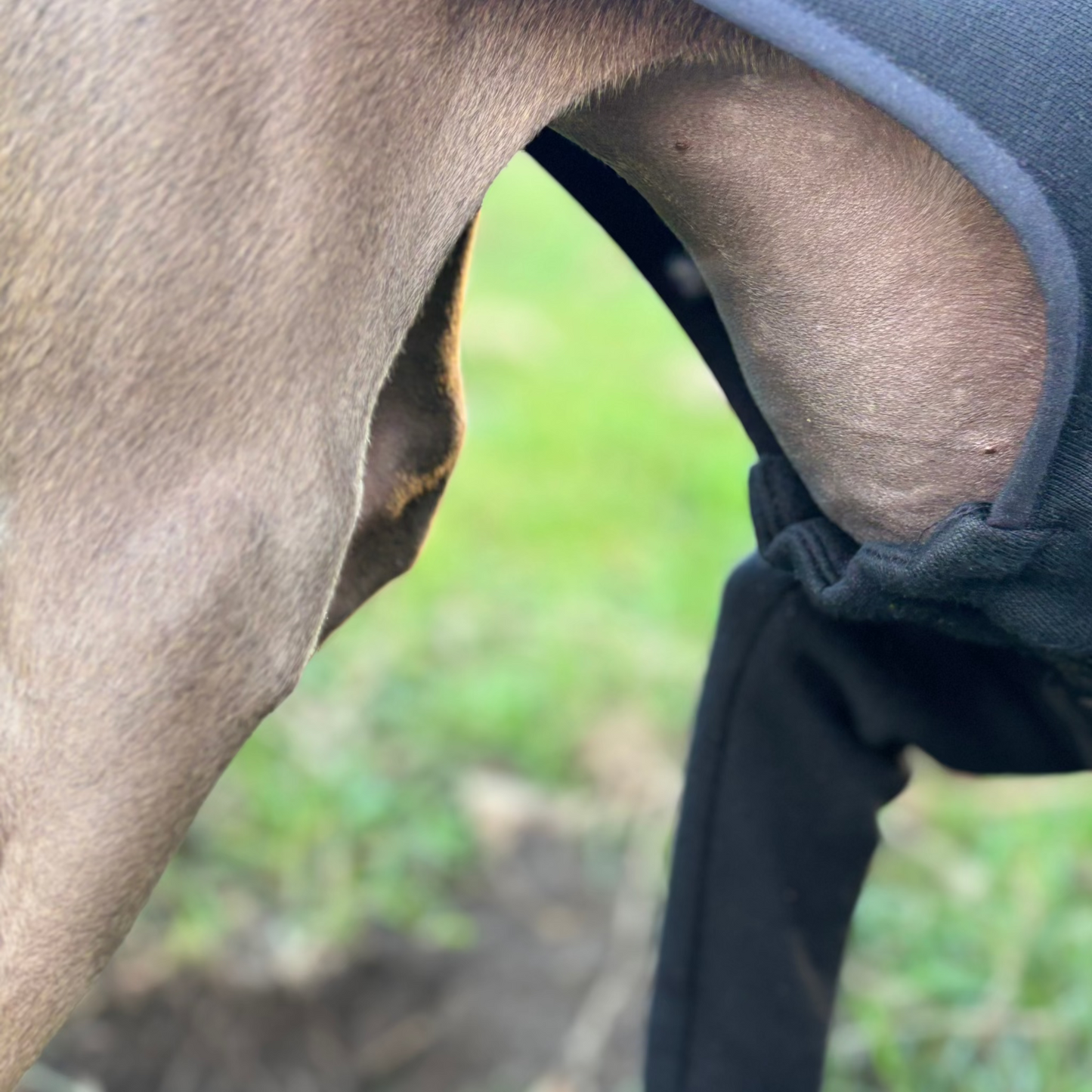 The Steve Italian Greyhound Jumper in Black, Elasticated Waist Close-Up