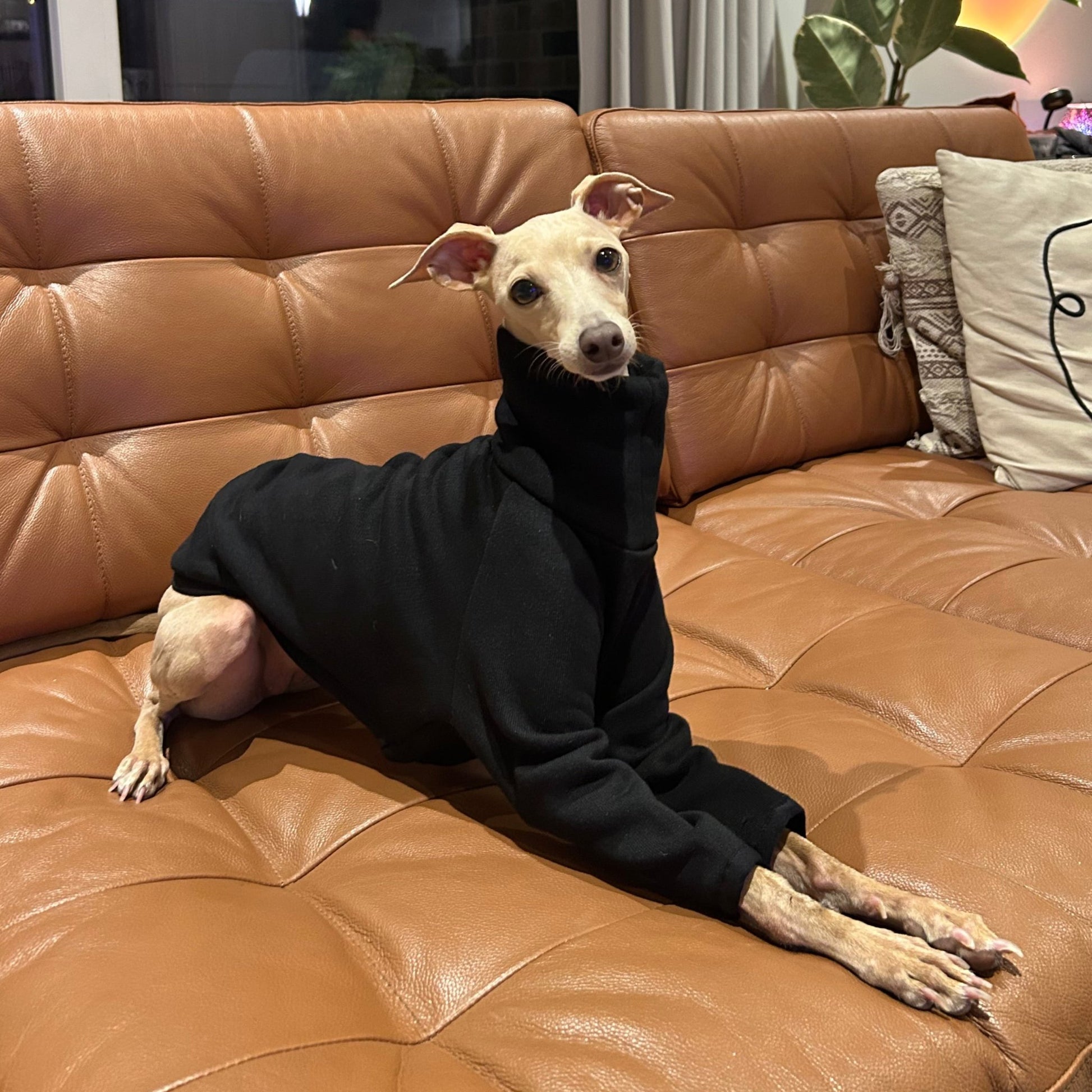 The Steve Boba Sofa, Italian Greyhound Jumper