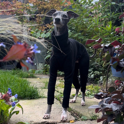 Dash Front The Jean Pierre, Italian Greyhound Jumper
