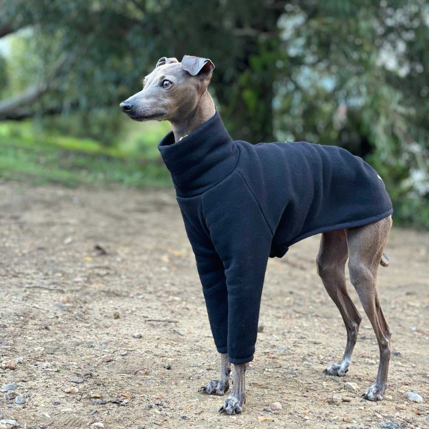 The Steve Italian Greyhound Jumper in Black, Left Side and Side Profile