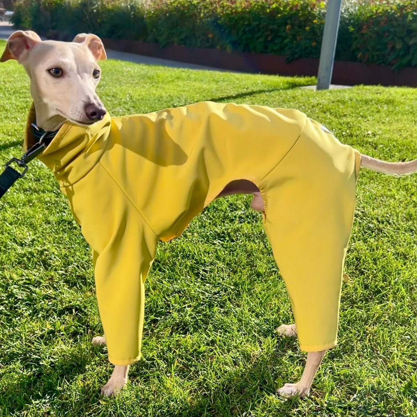 Gino The Rae Full Left Side, Italian Greyhound Coat