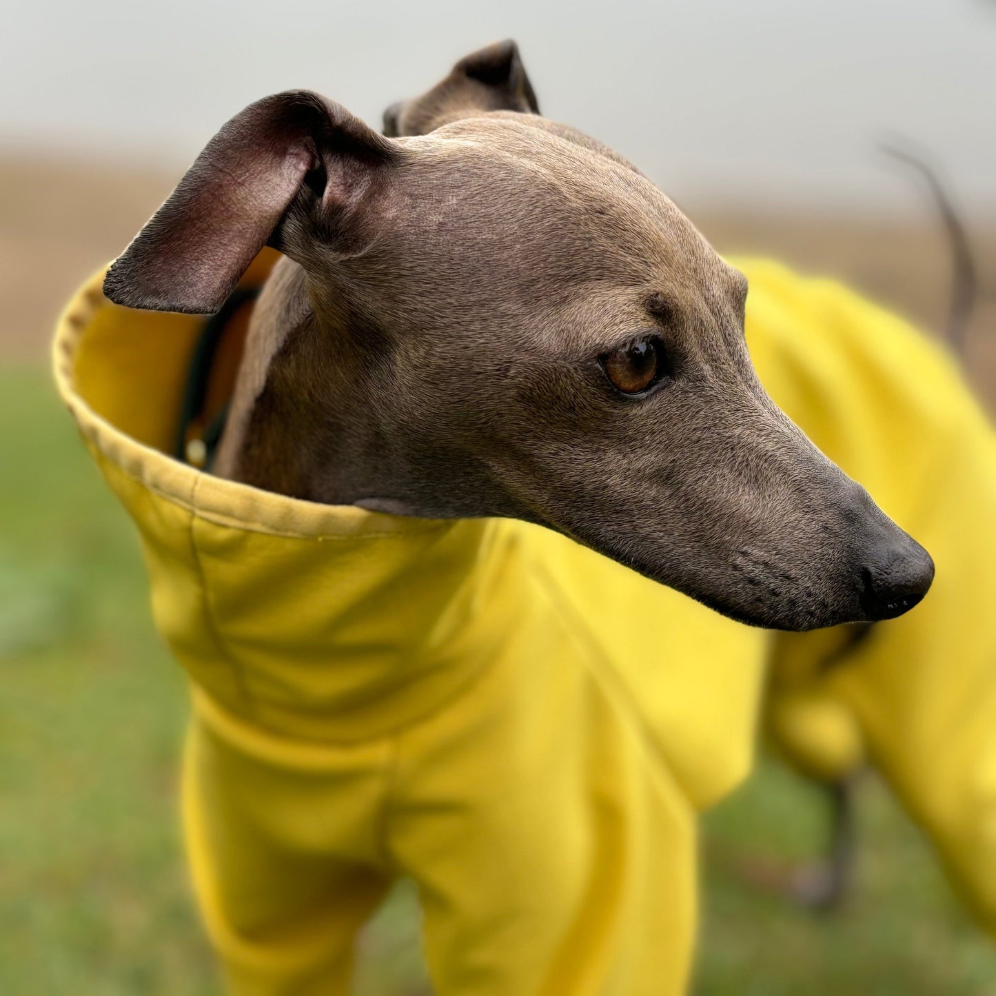 The Rae Italian Greyhound Coat in Yellow, Front and Right Profile