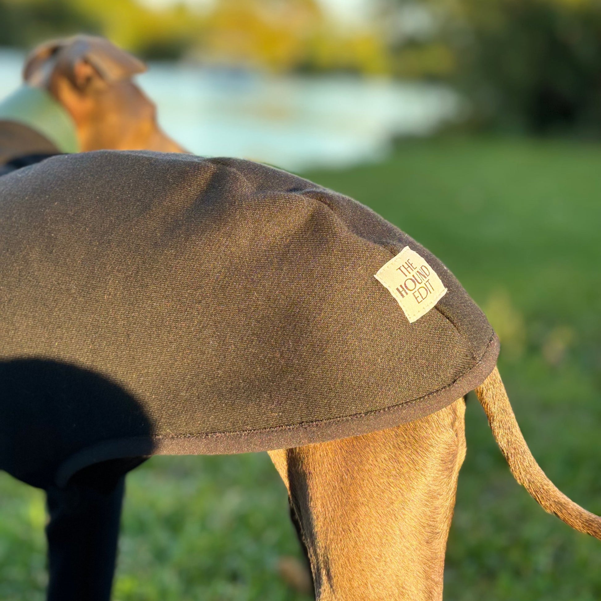 The Steve Italian Greyhound Jumper in Black, Left Side and Behind