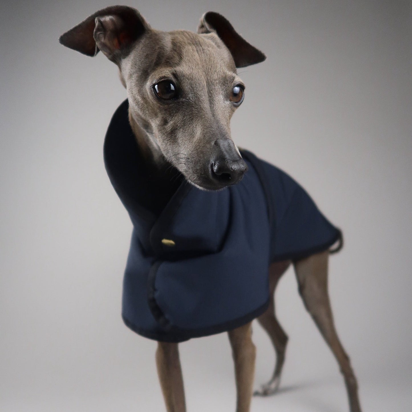 Italian Greyhound wearing a navy blue sleeveless Italian Greyhound coat with gold popper against a grey backdrop
