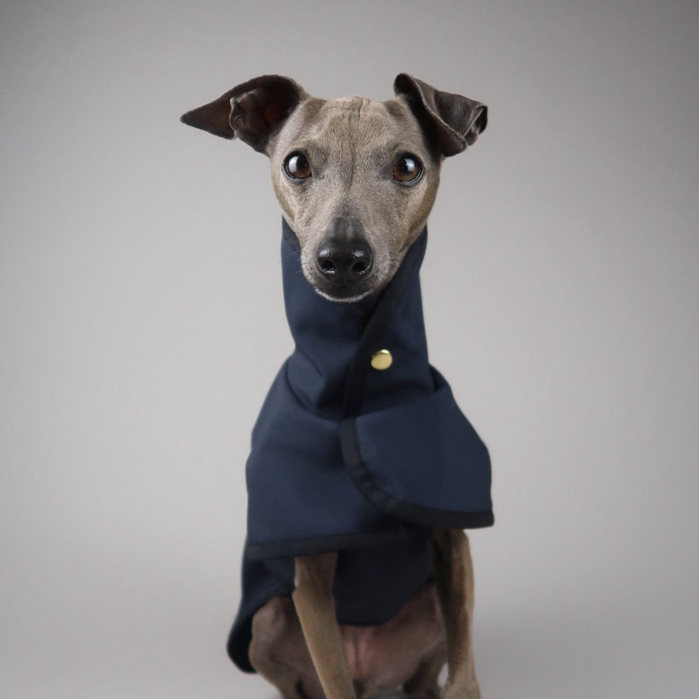Italian Greyhound wearing a navy blue sleeveless Italian Greyhound coat with gold popper against a grey backdrop