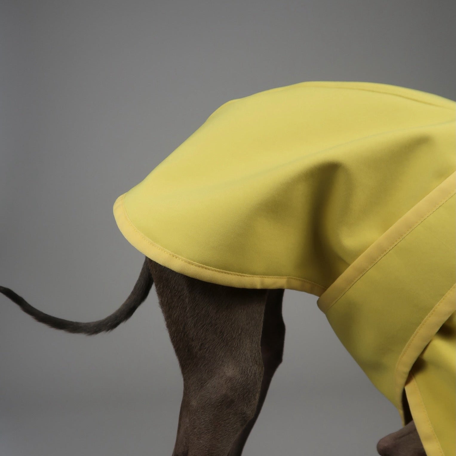 Close-up of back and adjustable strap on yellow Italian Greyhound coat on a grey backdrop