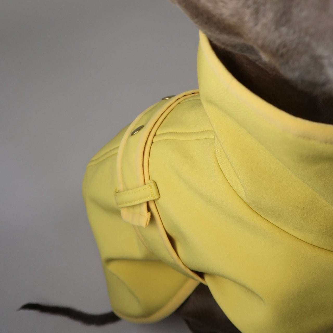 Close-up from above of the back of an Italian Greyhound, showing belt strap loop on their adjustable yellow Italian Greyhound coat, The Arlo, against a grey backdrop