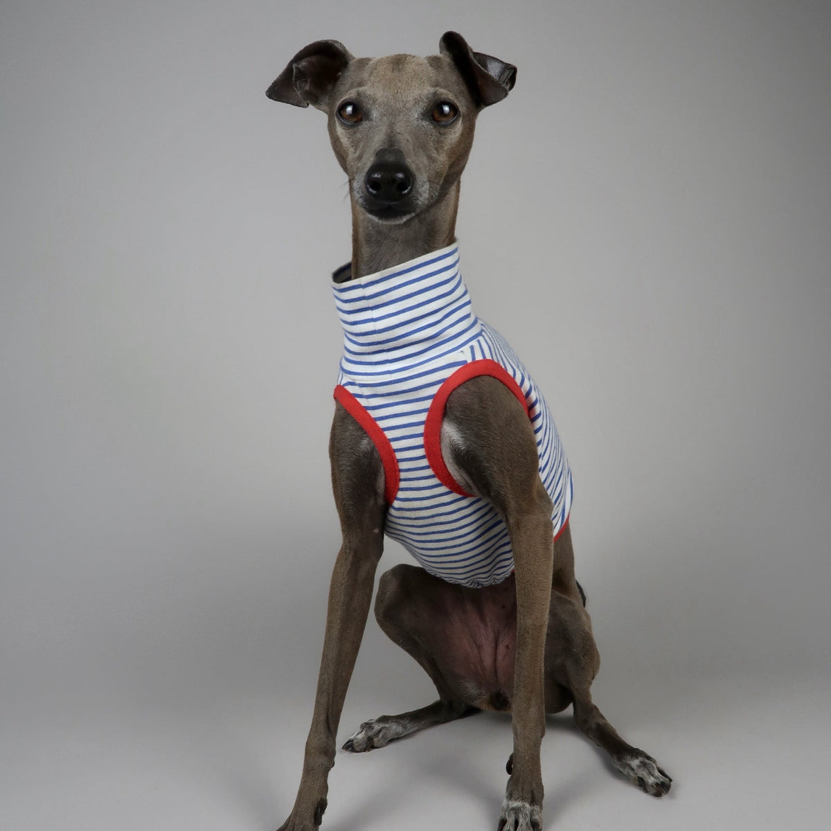 An Italian Greyhound dog wearing a striped blue and white turtleneck crop top with red trim, sitting against a neutral grey studio background.