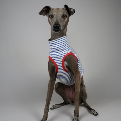 An Italian Greyhound dog wearing a striped blue and white turtleneck crop top with red trim, sitting against a neutral grey studio background.