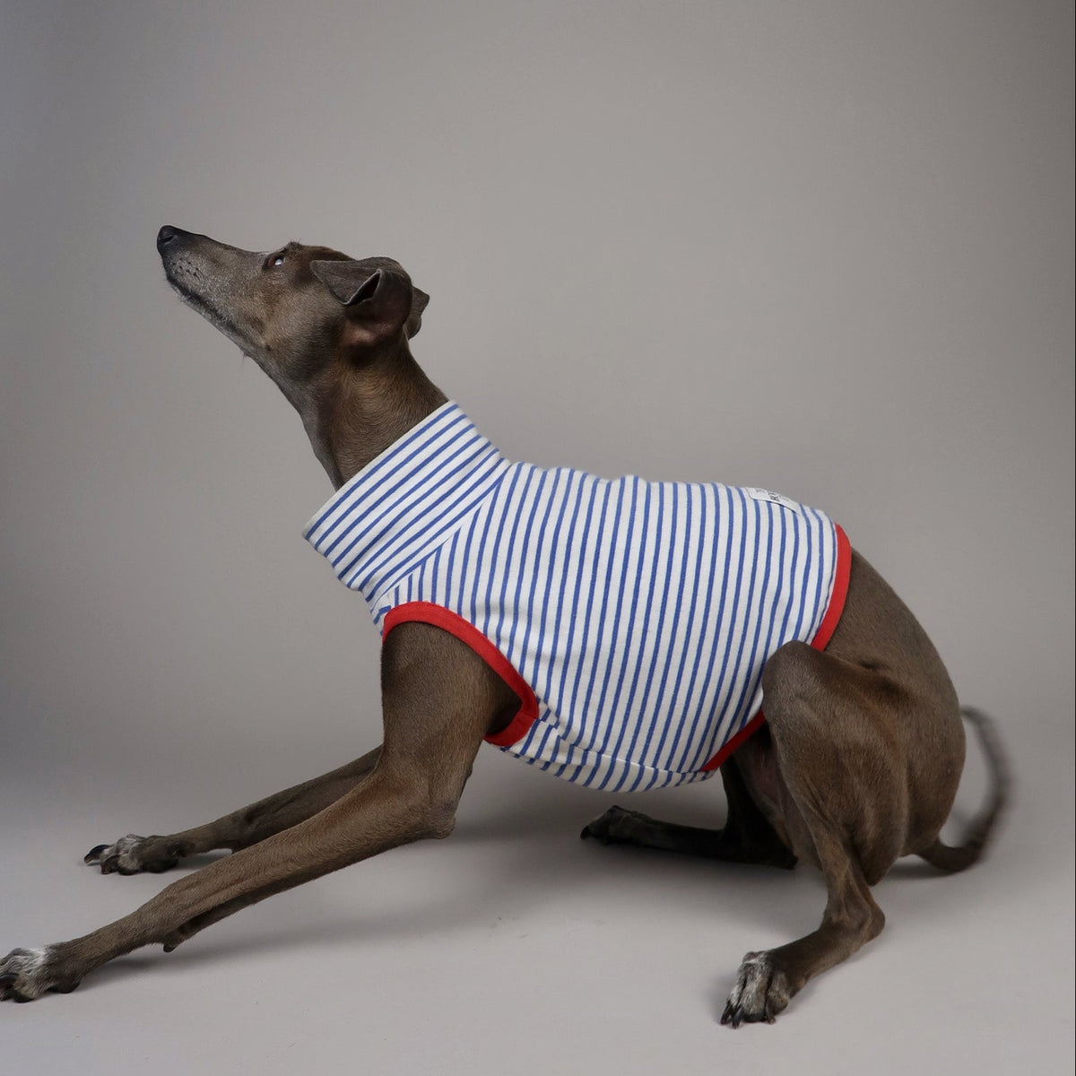 An Italian Greyhound dog wearing a blue and white striped crop top with red trim, posed on a neutral grey studio background.