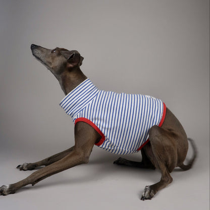 An Italian Greyhound dog wearing a blue and white striped crop top with red trim, posed on a neutral grey studio background.