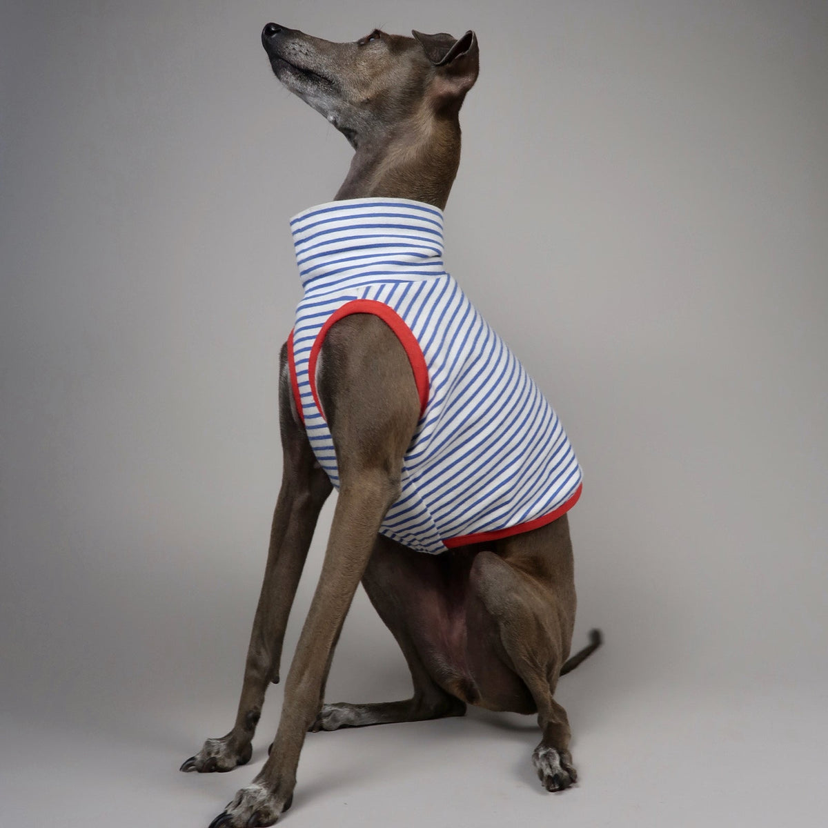 An Italian Greyhound dog wearing a sleeveless striped crop top with red trim, sitting and looking up against a plain grey studio background.