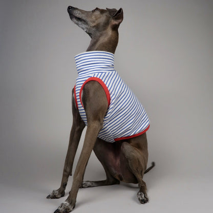An Italian Greyhound dog wearing a sleeveless striped crop top with red trim, sitting and looking up against a plain grey studio background.