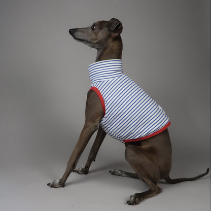 An Italian Greyhound dog wearing a sleeveless striped crop top with red trim, sitting against a plain grey studio background.