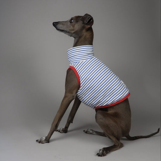 An Italian Greyhound dog wearing a sleeveless striped crop top with red trim, sitting against a plain grey studio background.