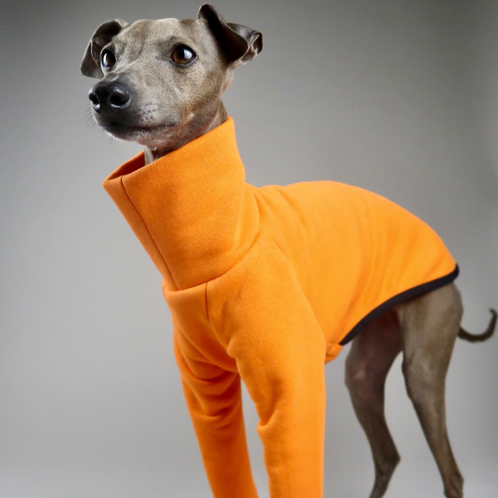 Italian Greyhound wearing The Fleur Italian Greyhound Jumper in Papaya Orange by The Hound Edit on a grey background