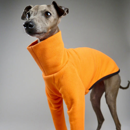 Italian Greyhound wearing The Fleur Italian Greyhound Jumper in Papaya Orange by The Hound Edit on a grey background