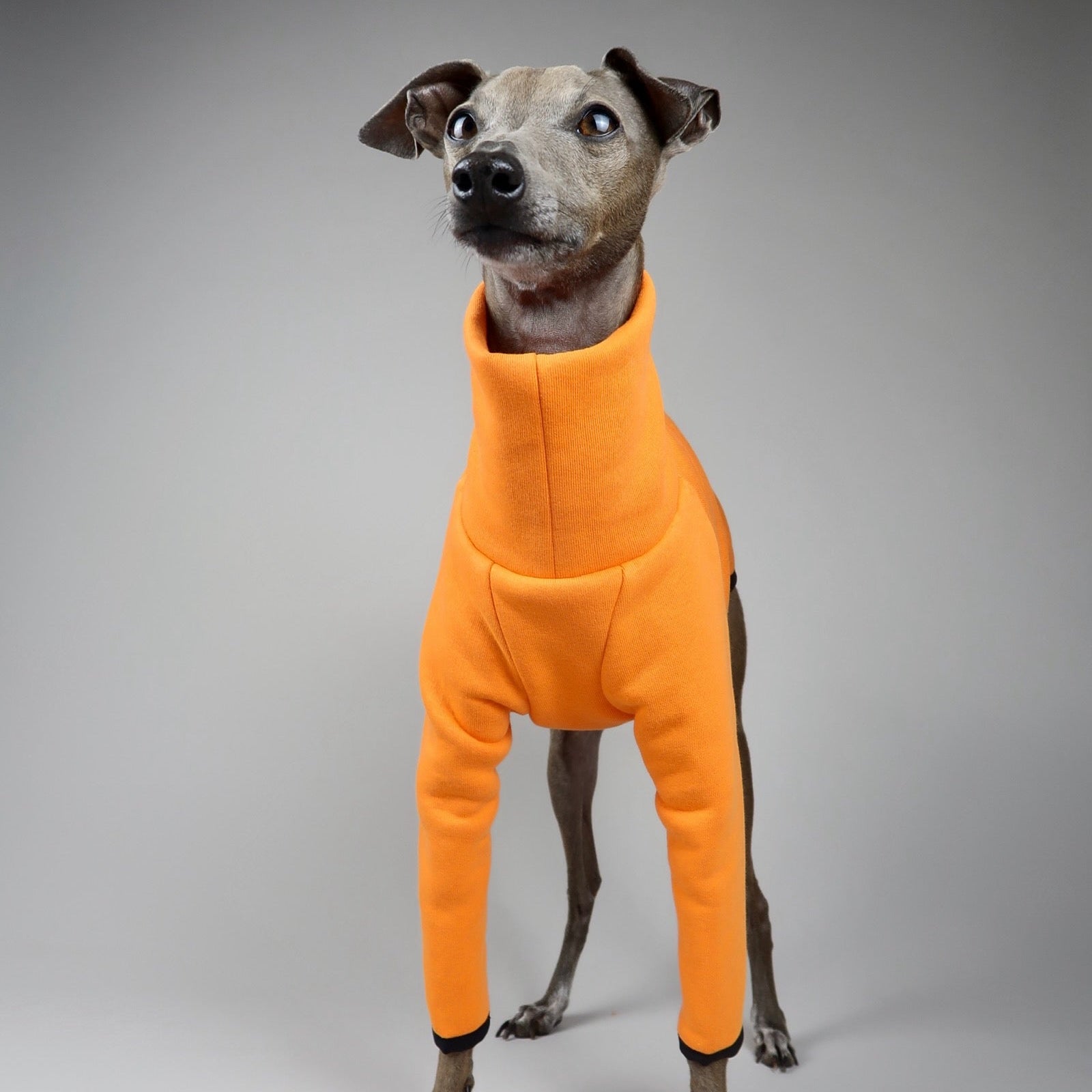 Italian Greyhound wearing an orange Italian Greyhound Jumper, The Fleur, made by The Hound Edit on a grey background.