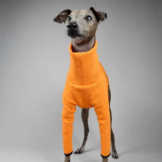 Italian Greyhound wearing an orange Italian Greyhound Jumper, The Fleur, made by The Hound Edit on a grey background.