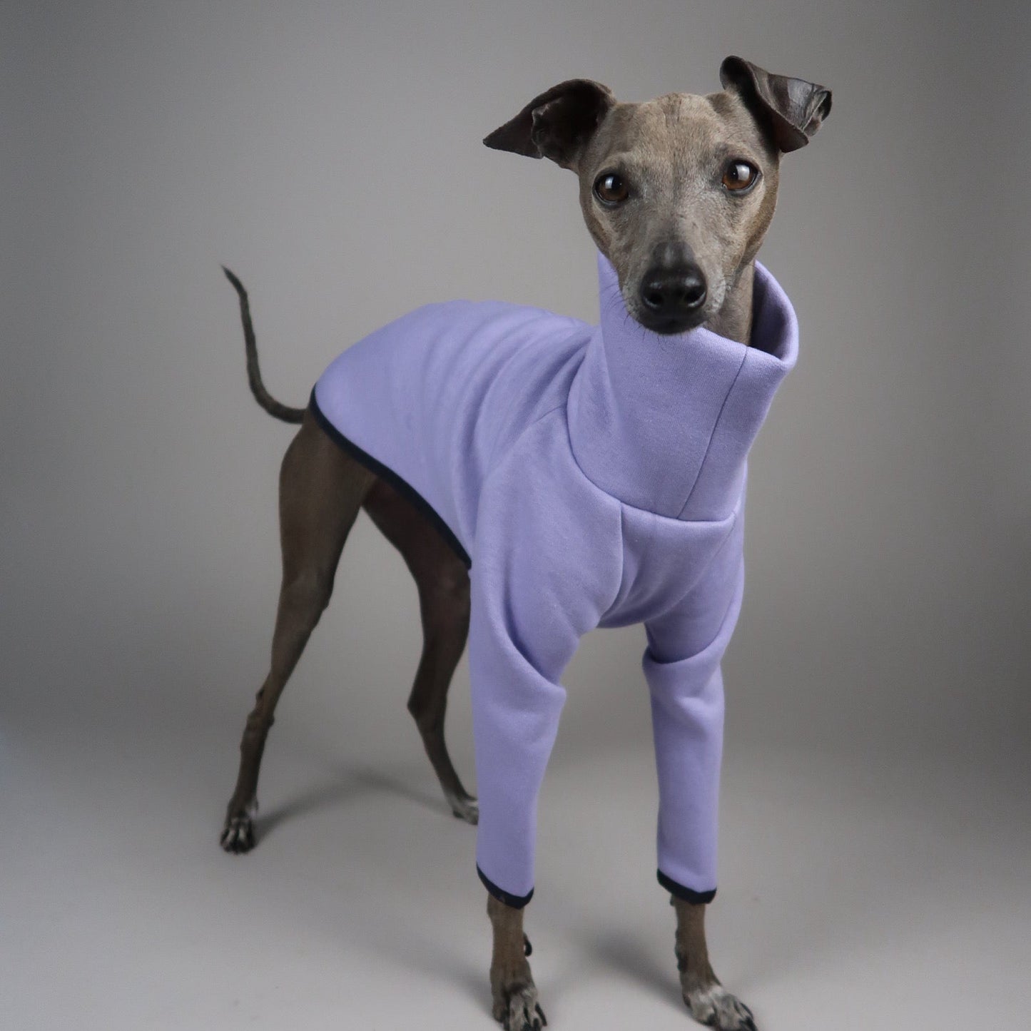 An Italian Greyhound wearing a light purple jumper, photographed against a plain light gray studio background.