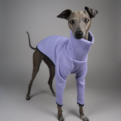 An Italian Greyhound wearing a light purple jumper, photographed against a plain light gray studio background.
