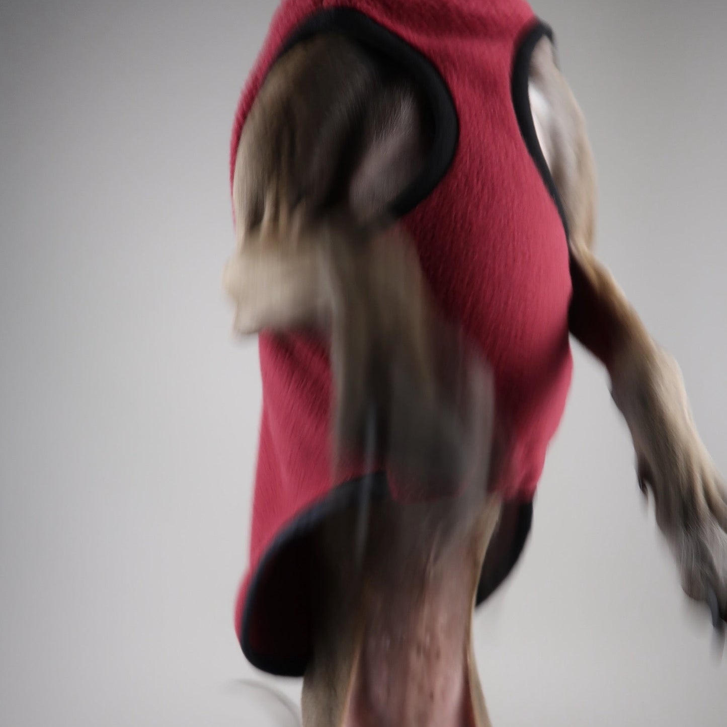 Close-up of the chest of an Italian Greyhound in movement wearing a burgundy red sleeveless Italian Greyhound fleece, made by The Hound Edit, on a grey background.