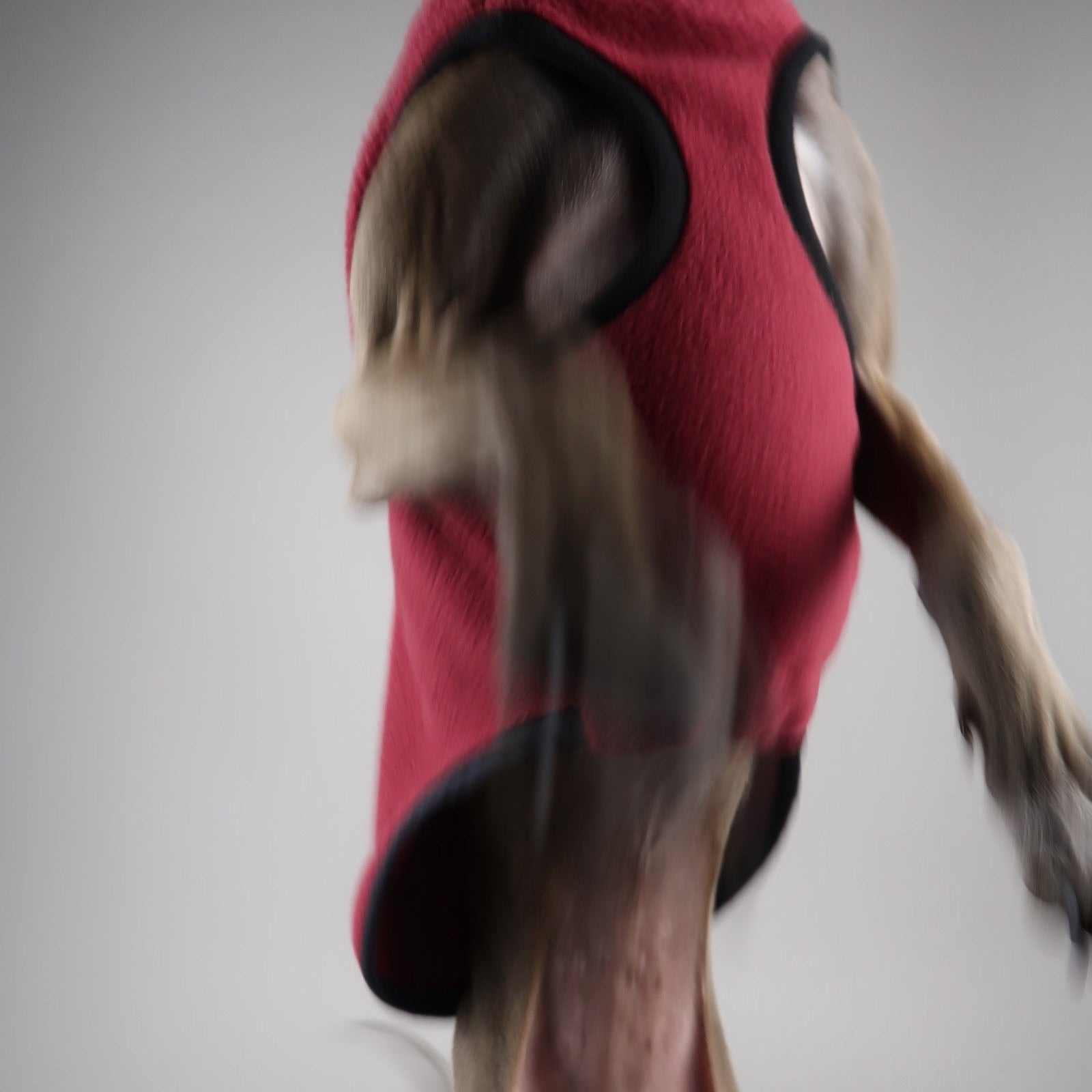 Close-up of the chest of an Italian Greyhound in movement wearing a burgundy red sleeveless Italian Greyhound fleece, made by The Hound Edit, on a grey background.