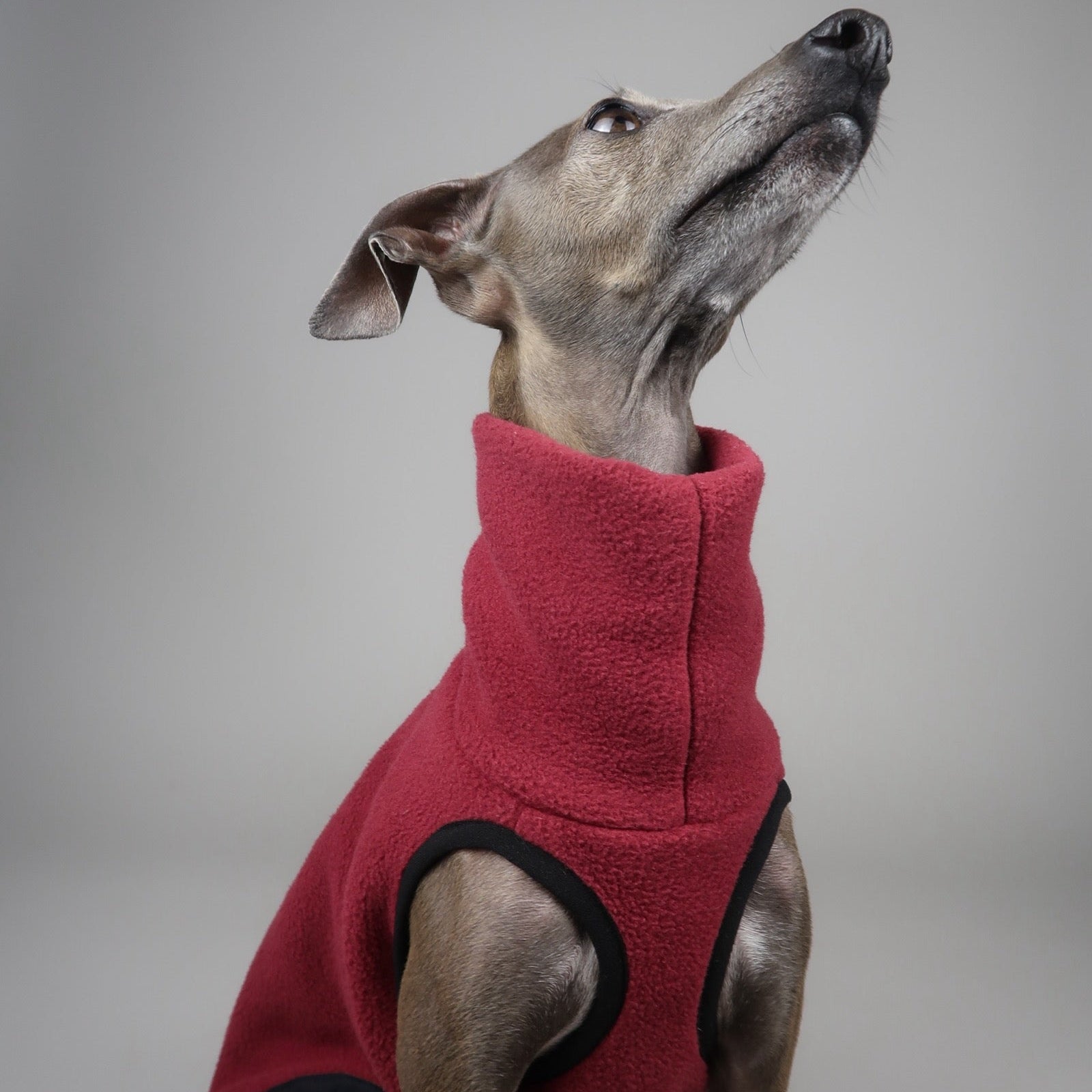 Italian Greyhound wearing a burgundy red fleece jumper, The Frankie created by The Hound Edit, against a grey background.